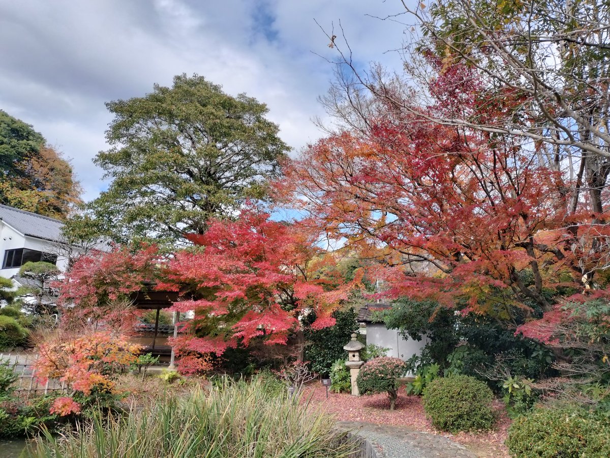 lemon_comet_'s tweet photo. 紅葉を見に小田原へ。皆春荘と大雄山最乗寺に行ってきました。
もうだいぶ散ってたけど、ギリ間に合ったかな🍁

ランチは歴史ある建物をリノベーションした喫茶KURAで薬膳発酵キーマカレー。ヘルシーで美味しかったです😊 https://t.co/LfnbwcMy0I