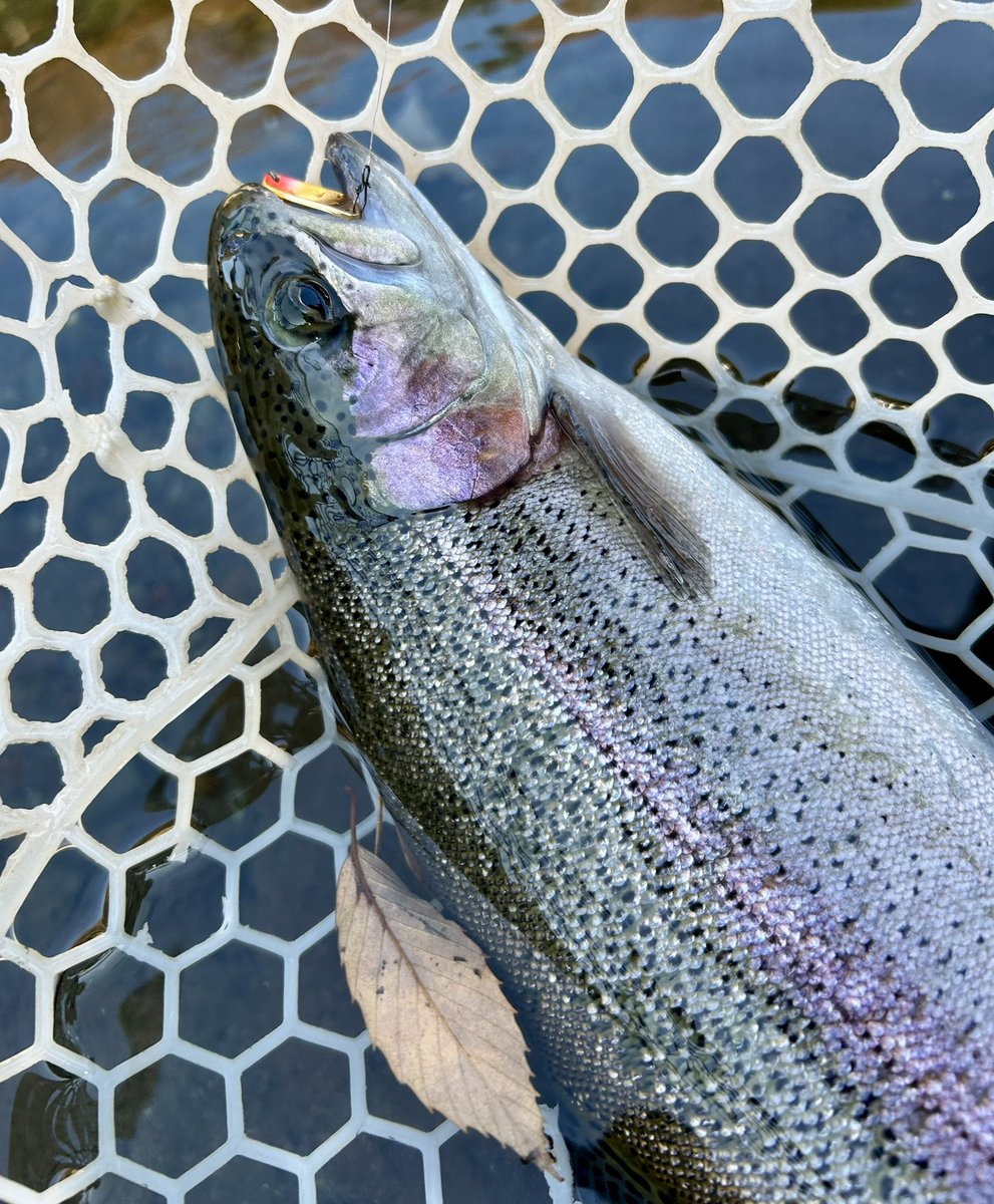 celsuper2's tweet image. 今日は皆で、すそぱ集会でした

大物は巡って来なかったけど、ほどほどに釣れて楽しめました〜