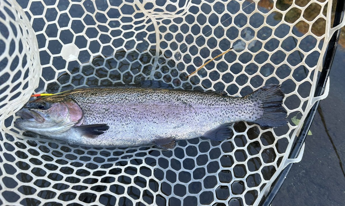 celsuper2's tweet image. 今日は皆で、すそぱ集会でした

大物は巡って来なかったけど、ほどほどに釣れて楽しめました〜