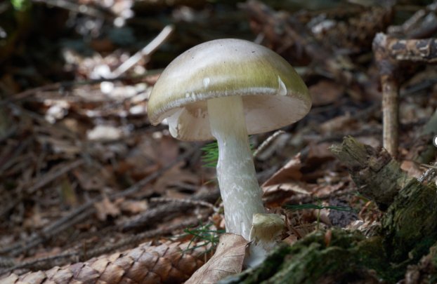 <a href="/nypost/">New York Post</a> California officials are warning foragers after an outbreak of poisoning linked to wild mushrooms that has killed one adult and caused severe liver damage in several patients, including children.

The state poison control system has identified 21 cases of amatoxin poisoning,
