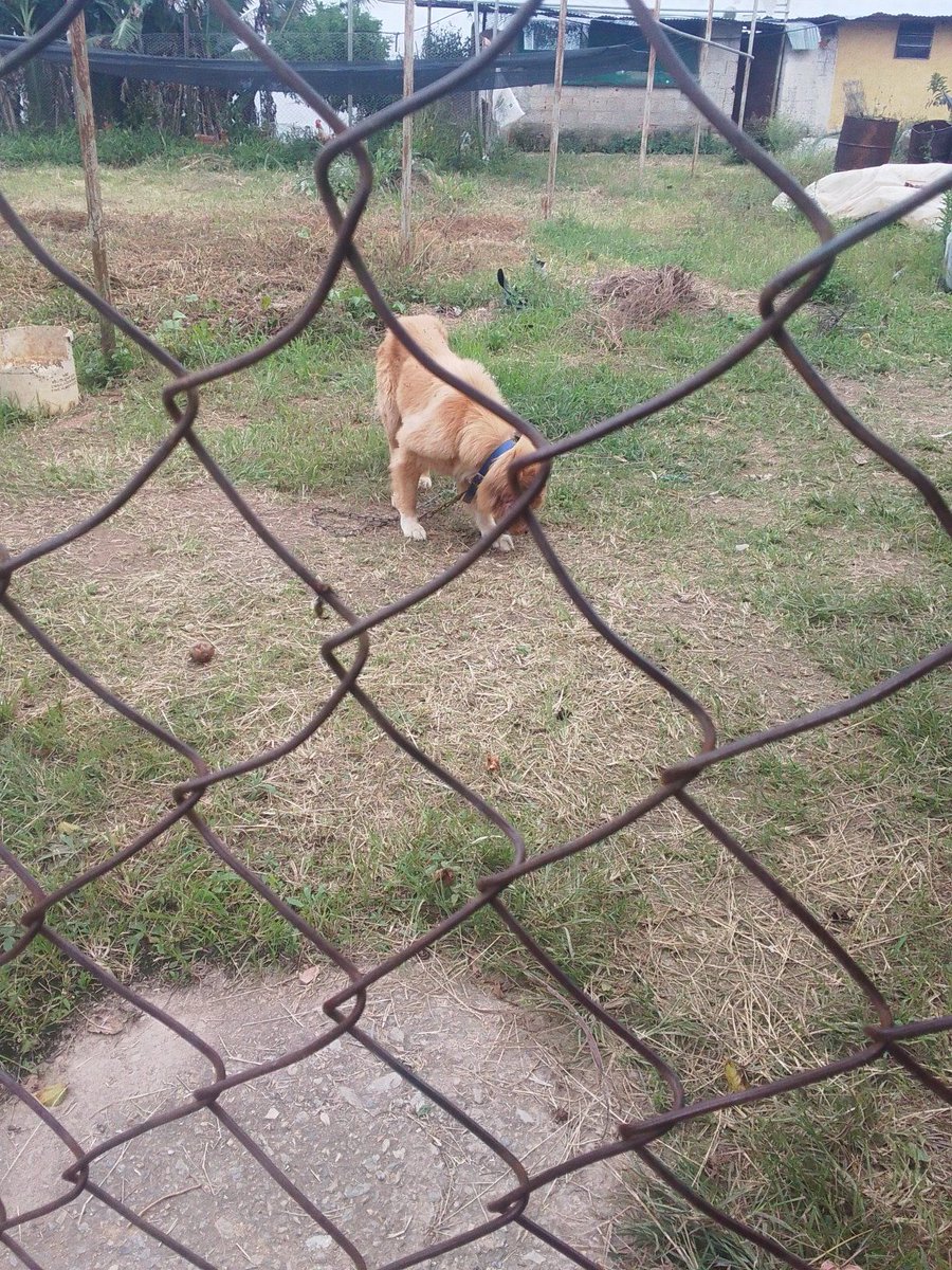 Carolina tweet media