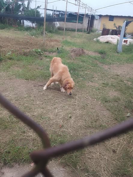 Carolina tweet media