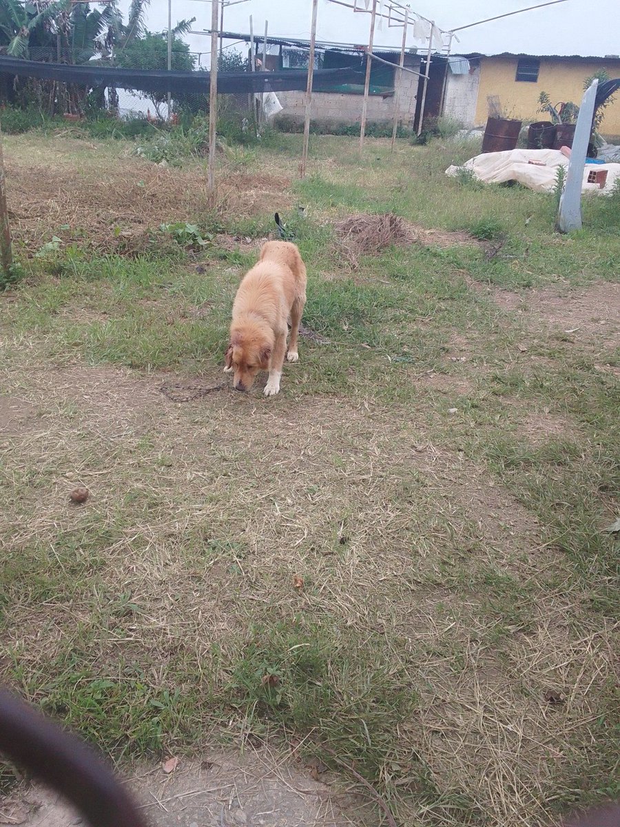 Carolina tweet media