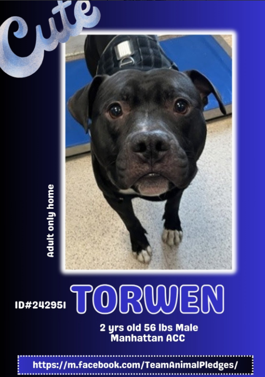 NMBewitched's tweet image. Torwen😍
#NewDogontheBlock 
nycacc.app/#/browse/242951 
#AdoptMe 

Well Torwen had nme at 1st glance 
#ClassicPittieMagic 
Dreamy eyes, eager to please  

ACC says shy, better for you that loyal, devotion is all yours💕
Build his confidence, a sunbathing spot, a few nice toys,