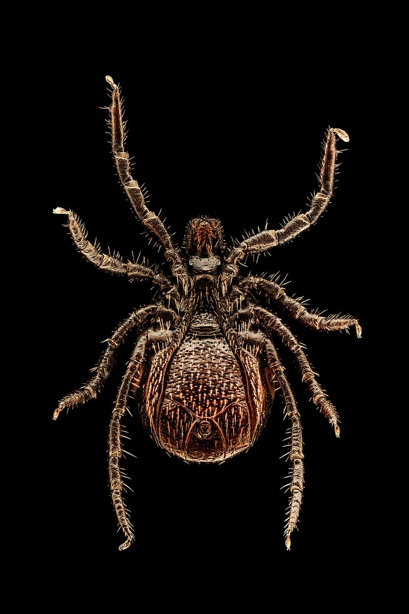 Few years from shooting i completed final stacked and stitched photo of tick. Taken with 20x LWD Mitutoyo. Full resolution is 257Mpx.
12in.cz/fotografie/obr…
#mitutoyo #tick #kliste #microphotography