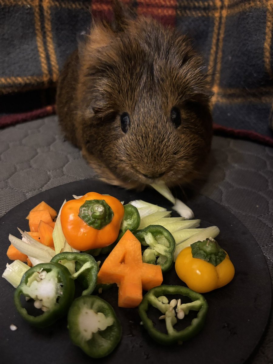 ほむらさん、12/5に4歳になりました。これからも長くよろしくね。昨日の獣医で疲れたのか、昨夜のお給餌は断固拒否して、今日の夕方には1000g切ったけれど、夜のお給餌はしっかり食べて一安心。#モルモット#guineapig#