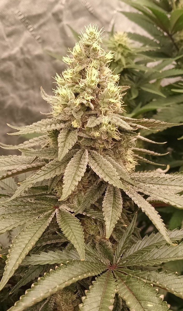 MidGrow's tweet image. Headed down the home stretch... Blue Goo circa 2008 Riot Seeds 
Grown with Athena Pro line