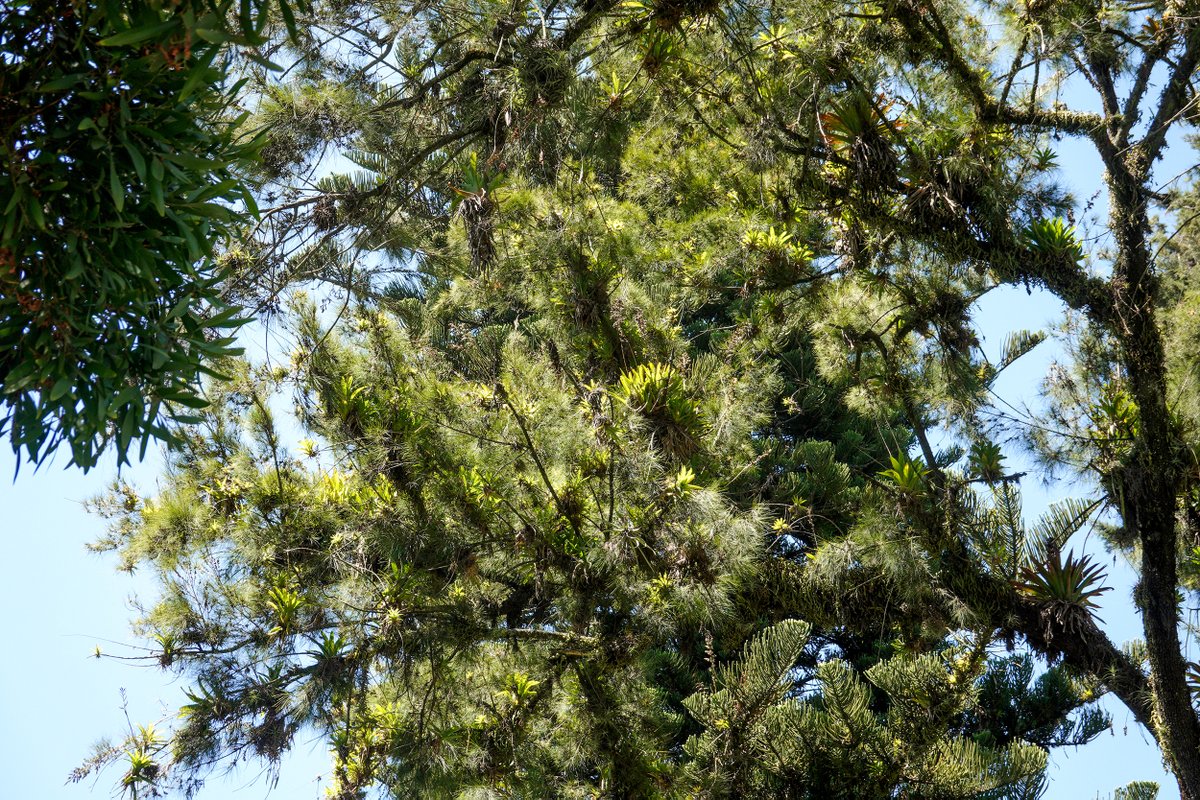 NoNegligencia's tweet image. Me fui al bosque,…
… el bosque Avs. 10 de Agosto y Cristóbal Colón.
Bueno, es un bosquecito.