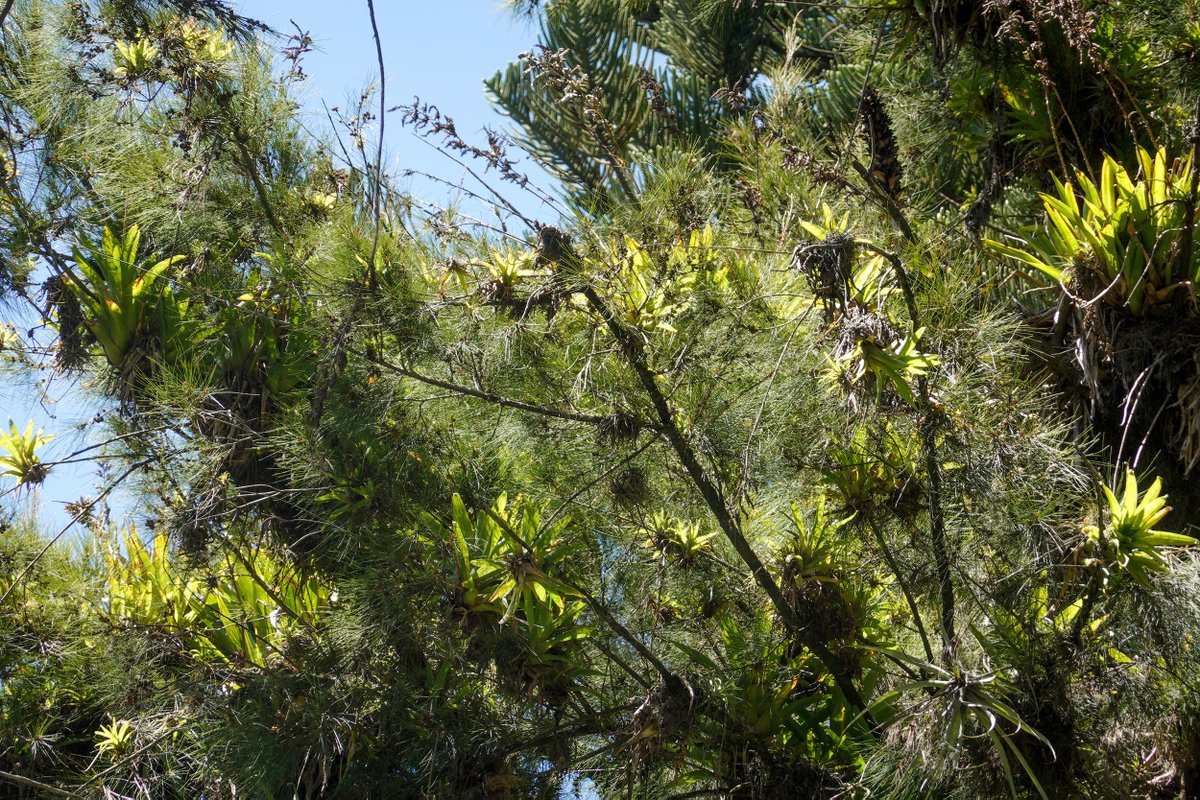 NoNegligencia's tweet image. Me fui al bosque,…
… el bosque Avs. 10 de Agosto y Cristóbal Colón.
Bueno, es un bosquecito.