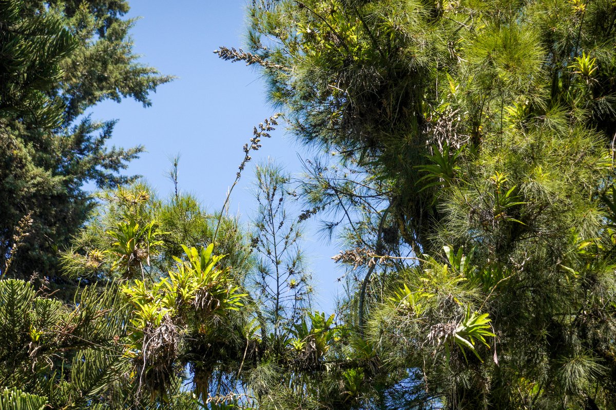 NoNegligencia's tweet image. Me fui al bosque,…
… el bosque Avs. 10 de Agosto y Cristóbal Colón.
Bueno, es un bosquecito.