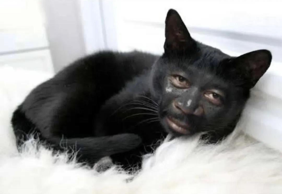 القطو الي تحت طاولات الشمم