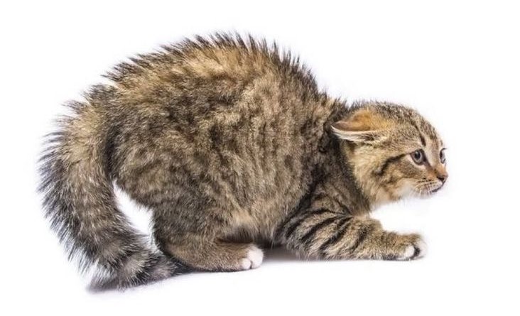 andres_pinot's tweet image. yo cuando “podemos hablar” o “necesito decirte algo”