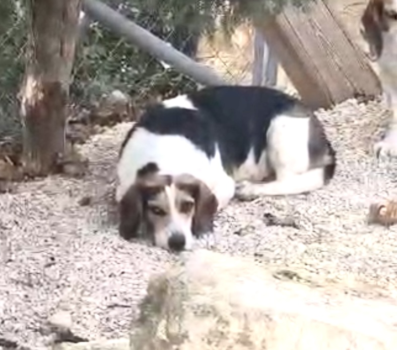 millypod1's tweet photo. 🆘5 DEC 2025 #Lost ERNIE #ScanMe
Beagle Male Nervous Dog (do not chase)
Bull Meadow Park #Exeter #Devon #EX2
https://t.co/FNnyZYizbC https://t.co/ilShi0en39