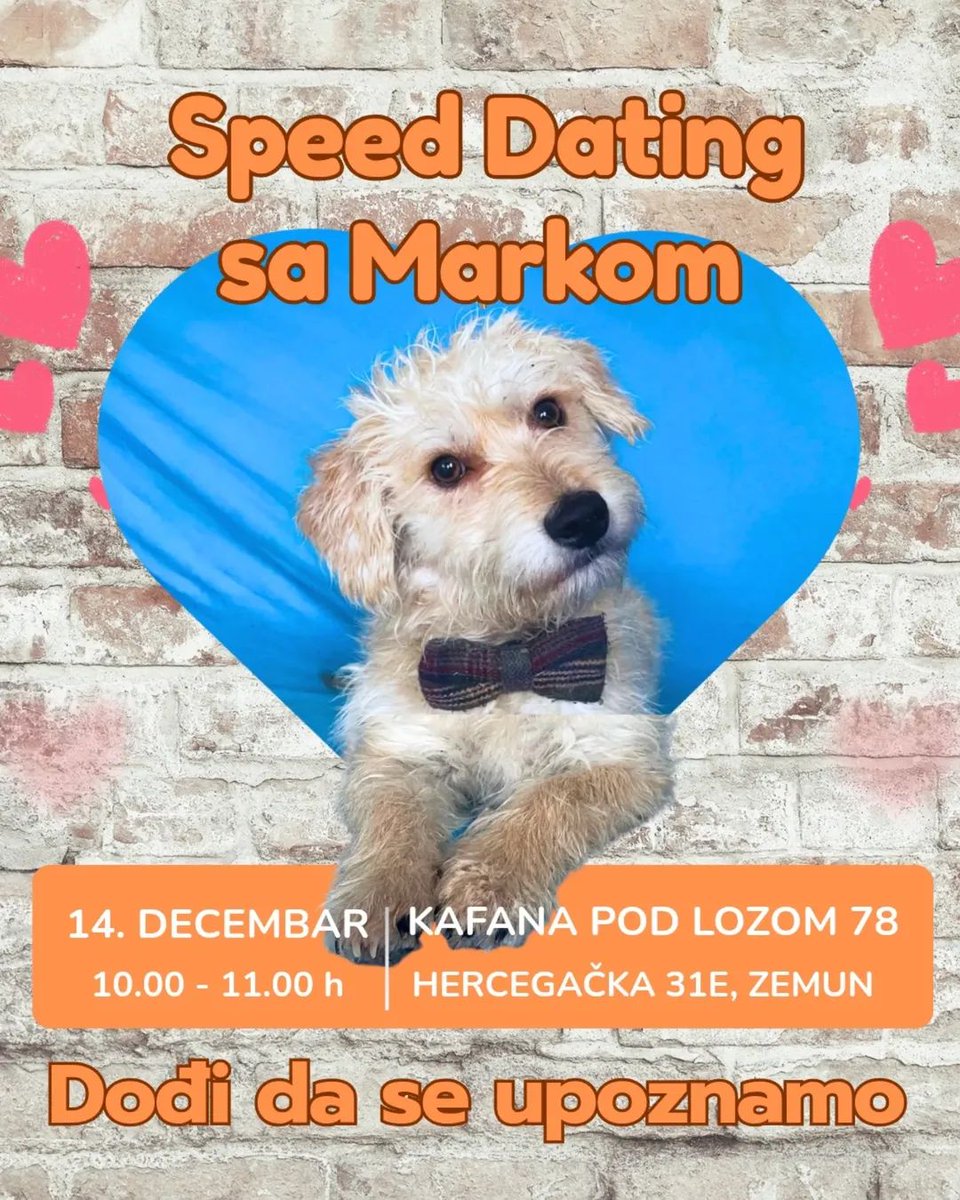 Dođi da upoznaš Marka ♥️
Jer slika je slika, a pas uživo nešto sasvim drugo. 

Pokrećemo SPEED DATING SA...   u pet friendly objektima, pa ćete imati priliku da upoznate šapice koje traže dom.
14. 12, Kafana pod lozom, Zemun, Marko

Vidimo se 🐾🐾🐾

#UdomljavanjePasa