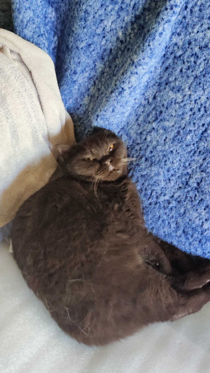 SpVVkyV's tweet image. Woke up my goblin