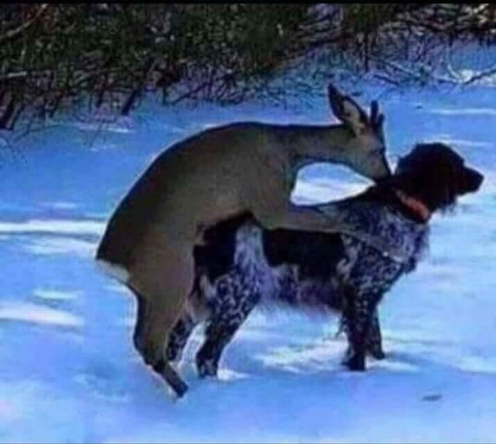 Poklanjam lovačkog psa...