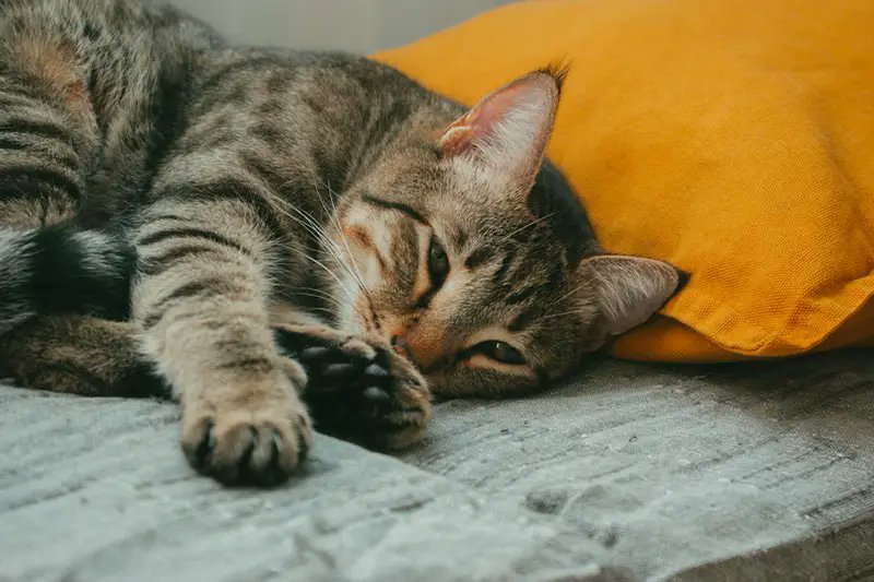 LovelyCat_Store's tweet photo. Cats can’t say “I’m not feeling well”…
But their behavior always tells the truth.
Know the early signs of sickness and protect your fur baby. 🐾💛
Link in the comment for full details. https://t.co/gIhoUDizK2