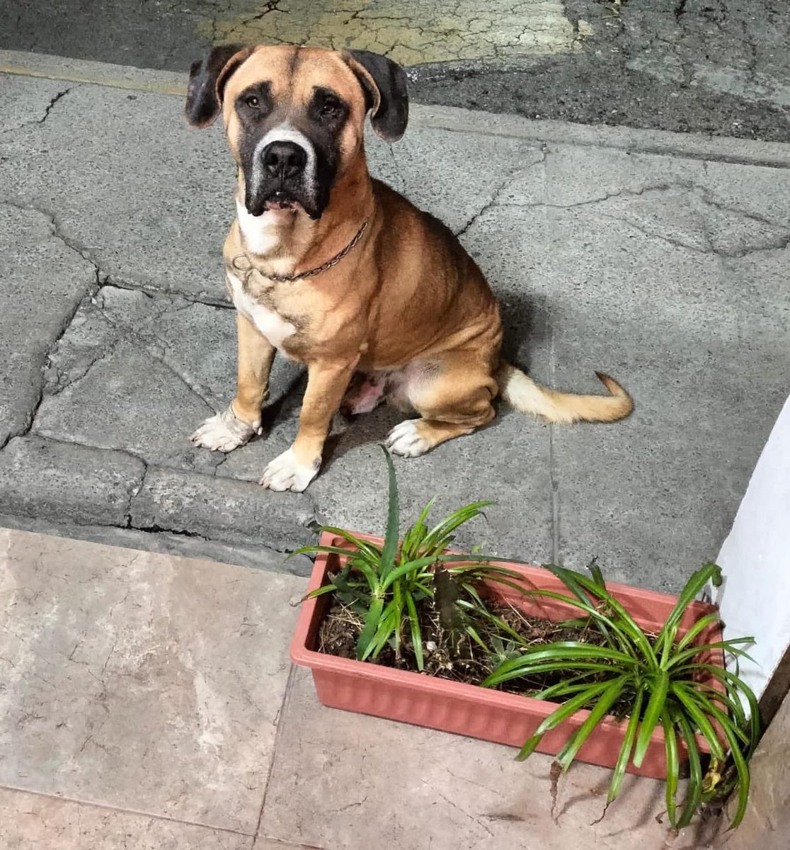 HELA_MORE's tweet photo. Amigos, este perrito lleva varios días deambulando por la calle. Algunos vecinos le dan comida, pero nadie puede resguardarlo.

Sabemos que sería casi un milagro… pero compartimos su historia con la esperanza de que, con muchísima suerte, alguien pueda hacerse cargo de él y darle la oportunidad de ser rescatado.

Es de talla grande, de unos 6 años aproximadamente, muy noble y tranquilo.
Por las noches hace muchísimo frío y él solo busca un lugar seguro donde refugiarse.

Está en CDMX. Si puedes ayudar o brindar un espacio temporal, te lo agradeceríamos de corazón. 🤍🐾
Podemos ayudar trasladándolo.