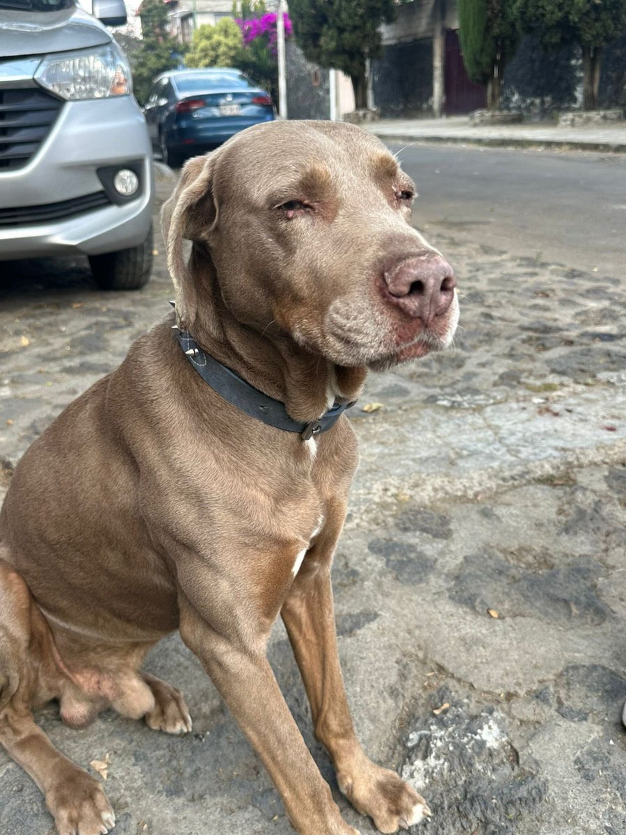 Compartimos Reporte:
Se busca a su familia o resguardo.

Fue visto hoy 07 de diciembre en Pedregal de San Nicolás, 4a sección, Tlalpan, en la calle Sisal y Hocaba.
Lleva el collar de las fotos.

No puedo resguardarlo, pero se ve muy cansado y necesita ayuda.
Si alguien de la zona