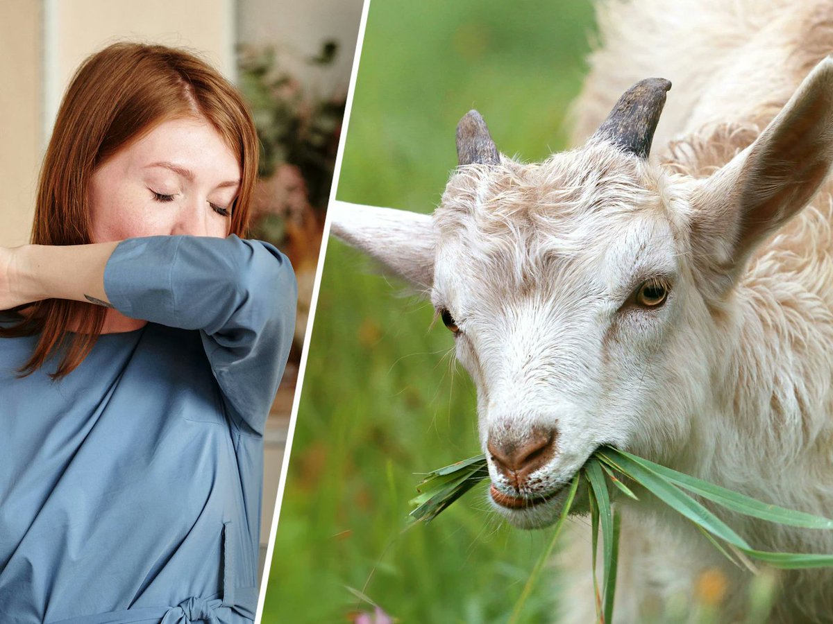 Omroep Gelderland tweet media