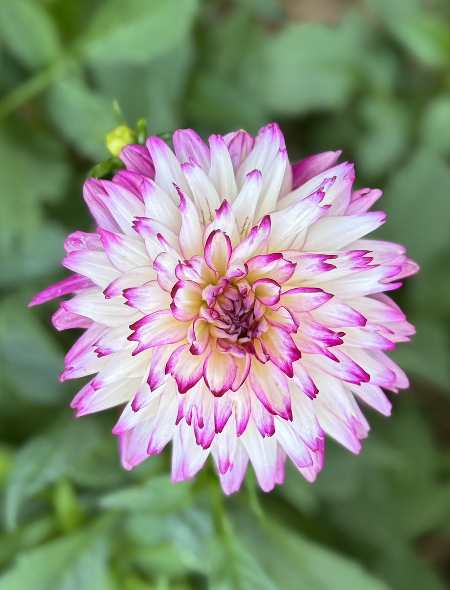 Mitchell Squires tweet media