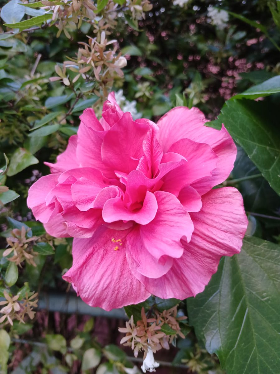 Flores en primavera ❤️🌺 - 📸Sil - #naturaleza  #Flores  #FlowersOnX