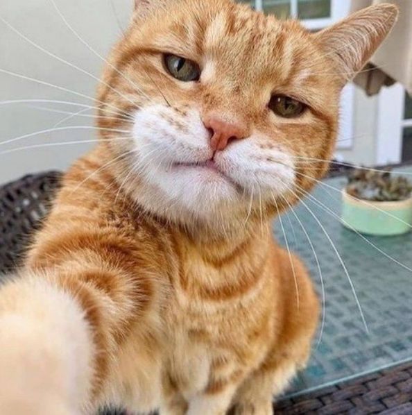 FLIPMASTER2026's tweet photo. When crypto dips again and you’re just sitting there like:
‘Bro… I didn’t sign up for this emotional damage.

#Fuggly #100xmemecoin https://t.co/VvTsOJneVd