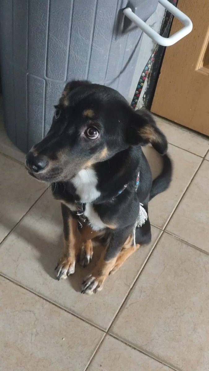 Tengo 7 meses
Estoy en Caracas, Caricuao 
Soy muy inteligente y noble, dulce y gentil 
Me adoptas?
Caricuao, 04166146149

#casosdeterceros
#juntossalvamosvidas
#AdoptaUnPerrito