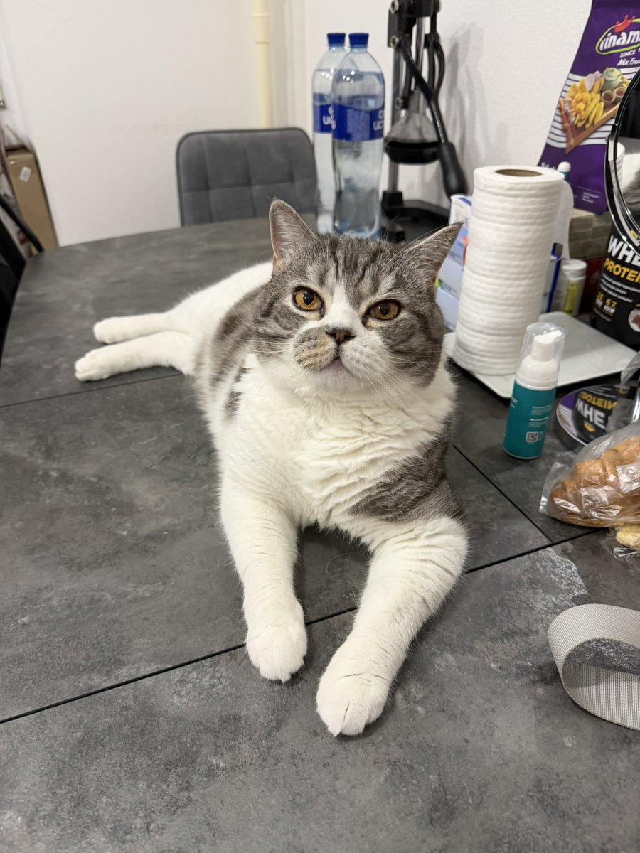 Говорят мол кошкам на стол нельзя, но Ричи не знает кто такое говорит