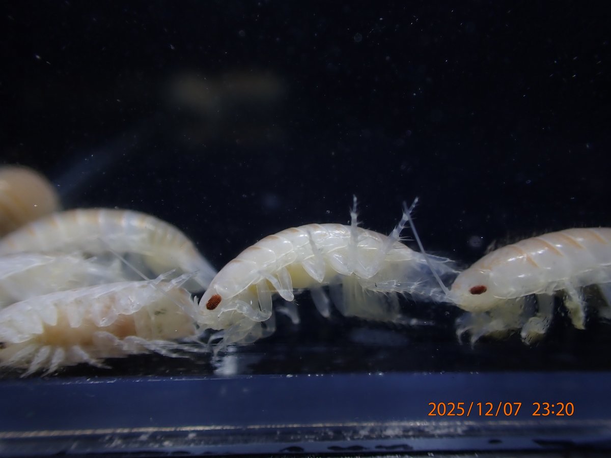 very beautiful isopod