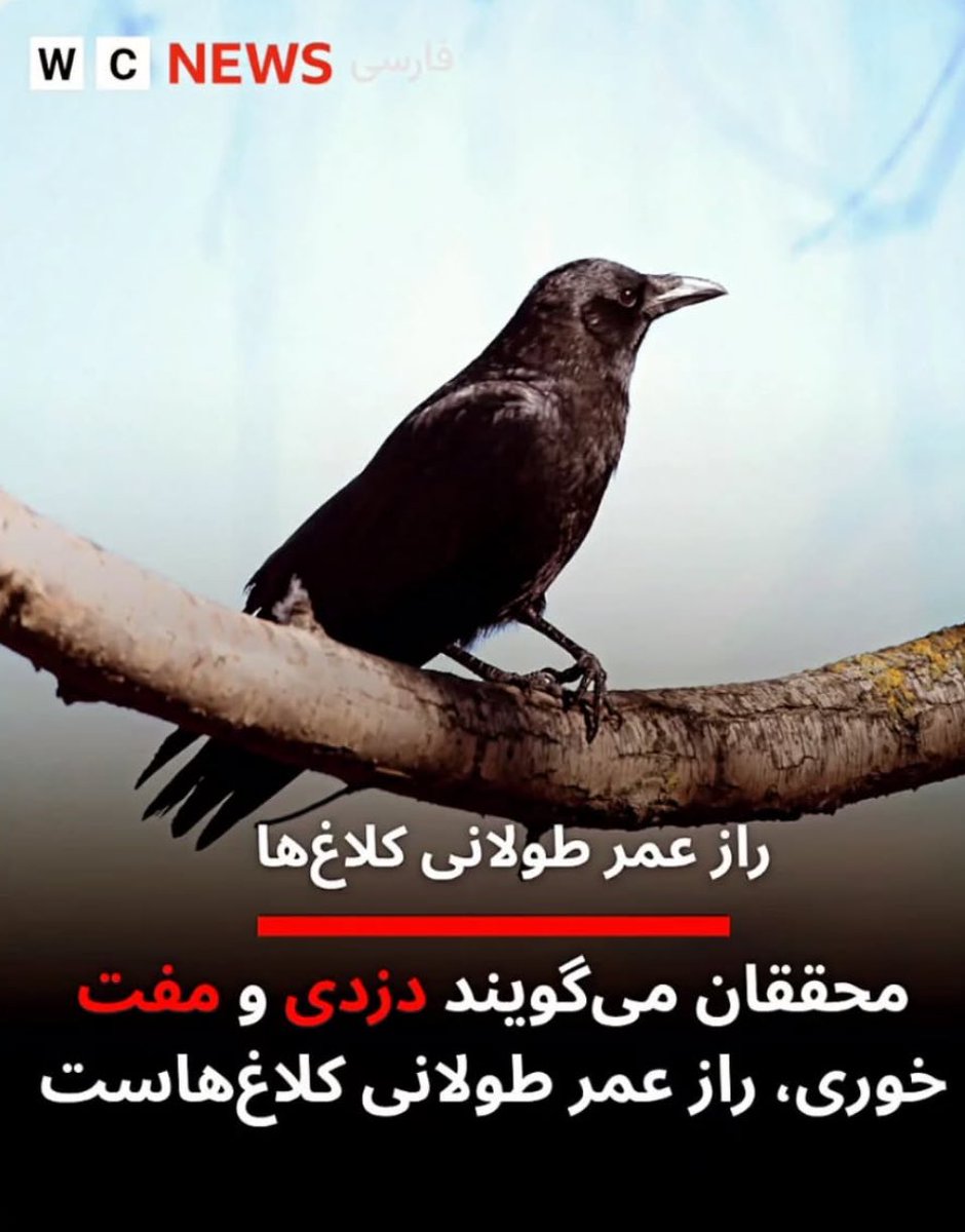 اینو چند بار بخون. من دارم در مورد کلدغ حرف نمیزنم