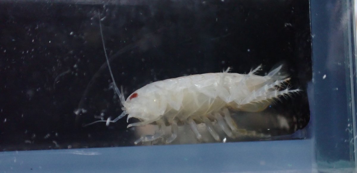 isopod with a marsupium
