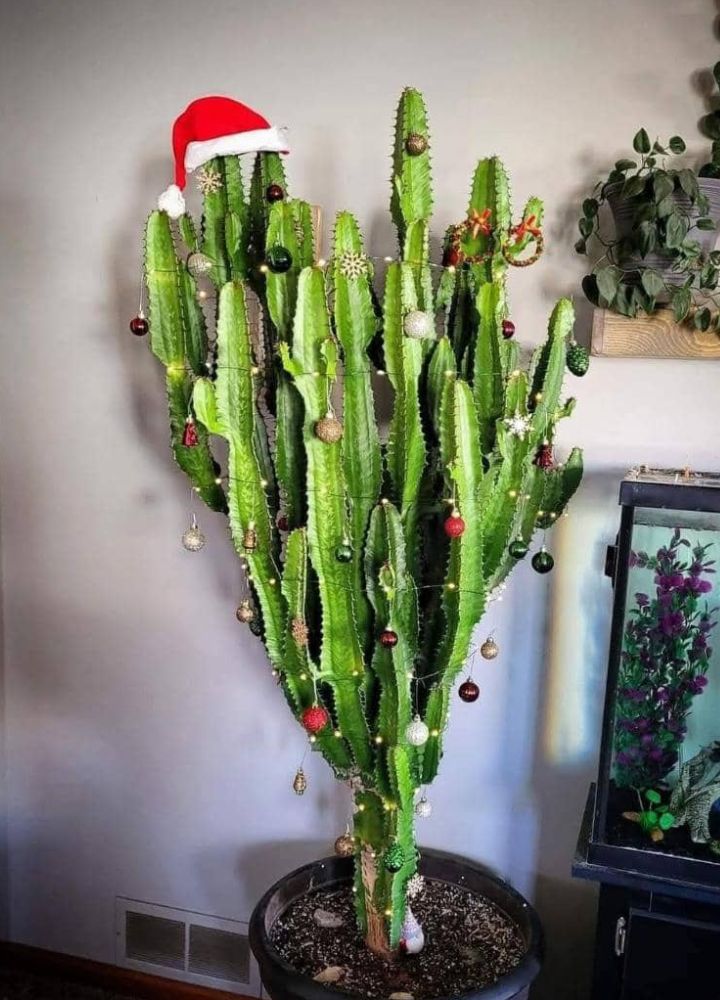 If e reach your turn buy Christmas tree 🙂‍↔️