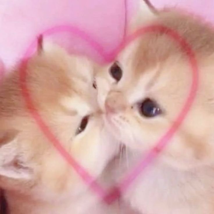 safics 🪽 tweet media