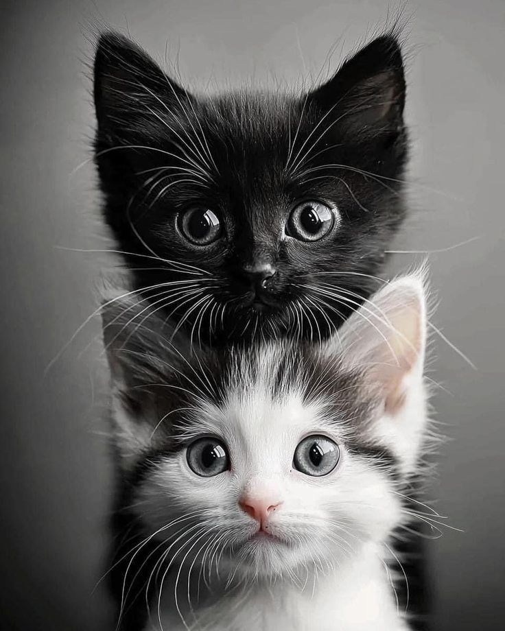 Epic Animals (@epicanimalsx) on Twitter photo 