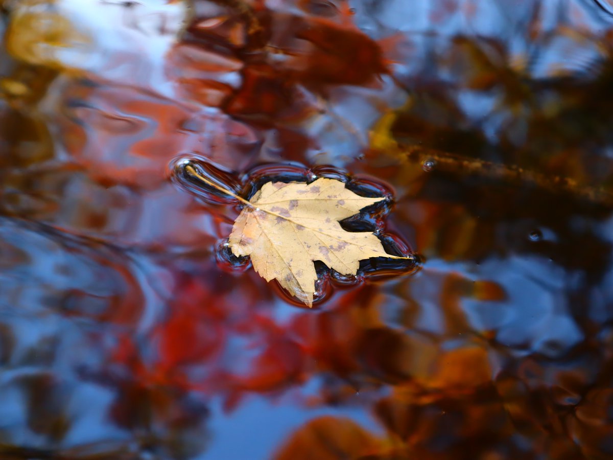 Friends of Wolf Trap National Park tweet media