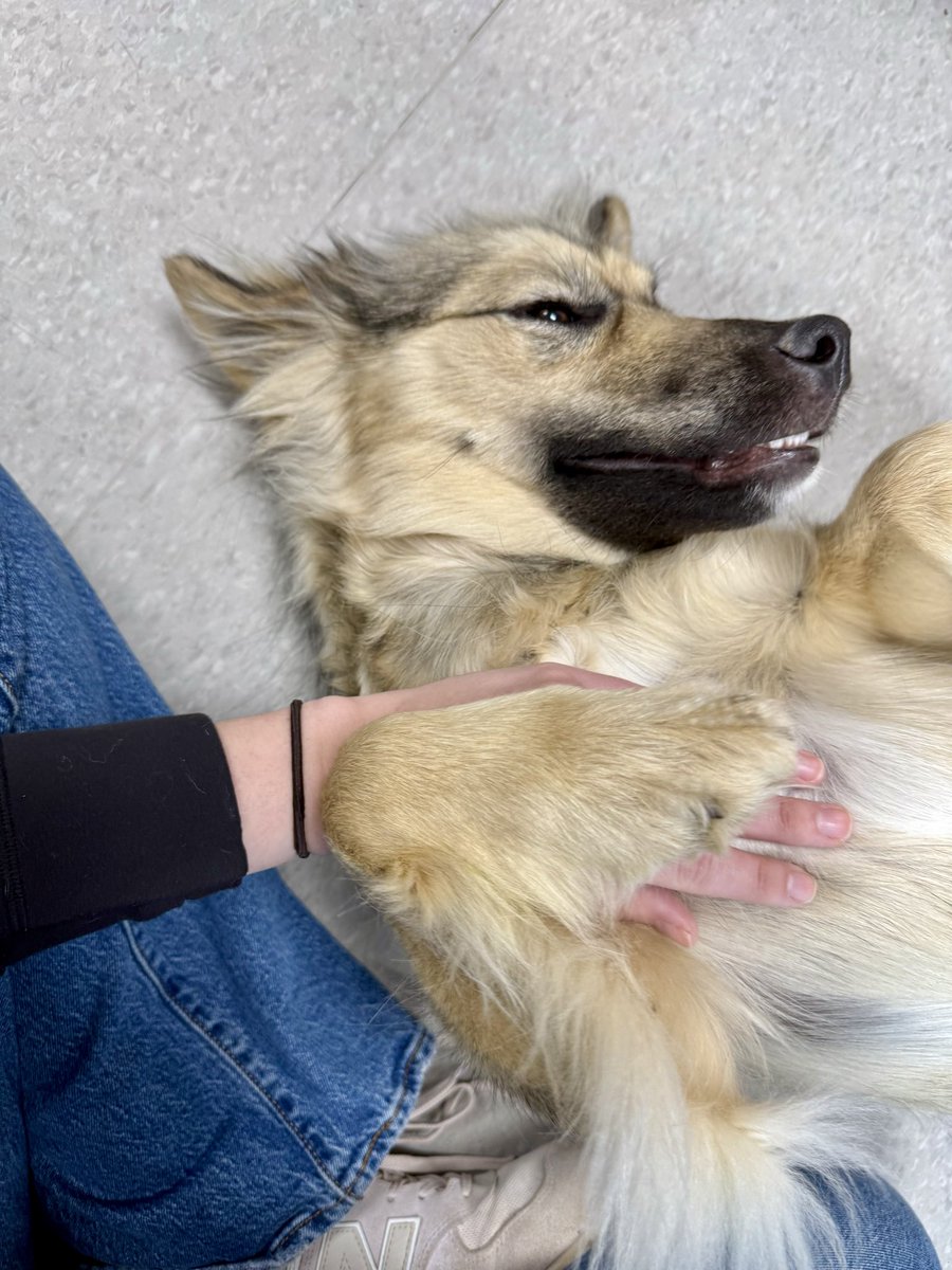 I’ll be streaming later today, hoping to raise some money for this animal shelter I visited this summer ❤️🐶

Best doggies ever