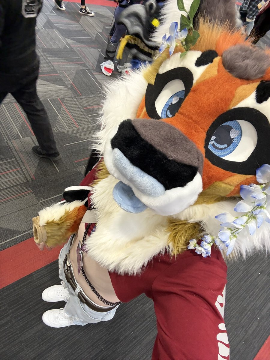 joeythefan's tweet photo. So uh, I did a thing…I might be a cat now?  #fursuit #furry #MFF2025 #Caracal 

🪡 @SourCitrusSuits https://t.co/KKNcp7YDzV