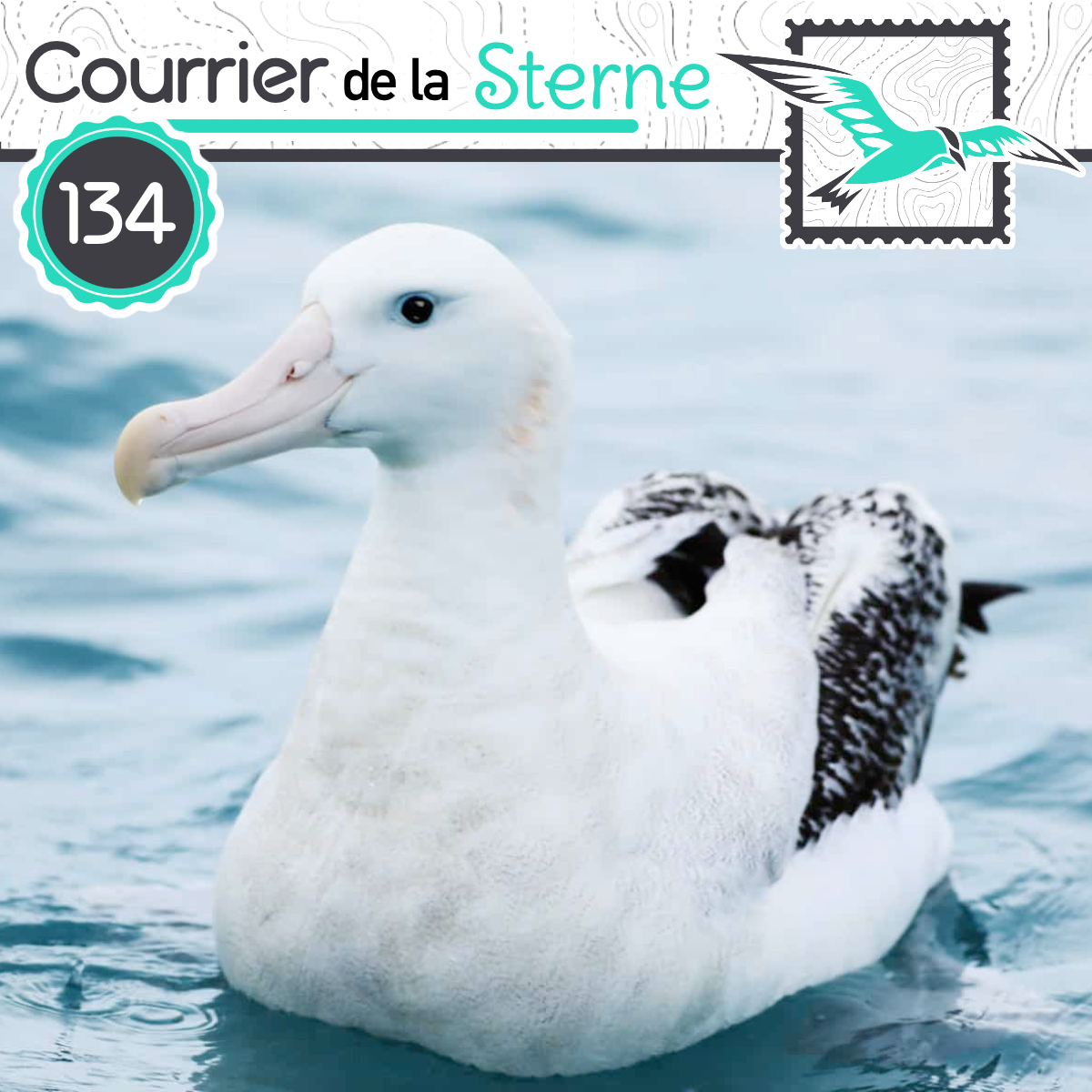 podCDLS's tweet image. Une terrible malédiction risque de s'abattre si vous n'écoutez pas le dernier épisode du podcast 100% oiseaux, dédié à l'Albatros et au développement des ailes chez les oiseaux !

Bonne écoute à tous et toutes !

youtu.be/VnKGcxr2u9I

podcastaddict.com/episode/https%…