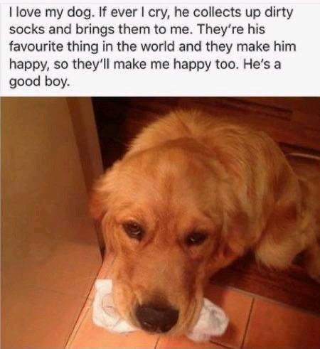 Dog Lovers Core tweet media