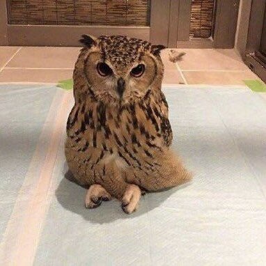 This cute owl is sitting with its legs folded 🦉✨