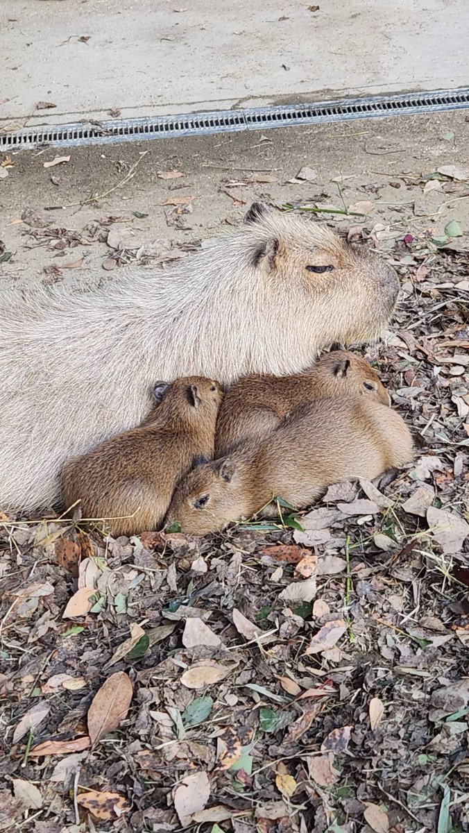 カピバラかぴばら (@capybara5179) / Posts / X