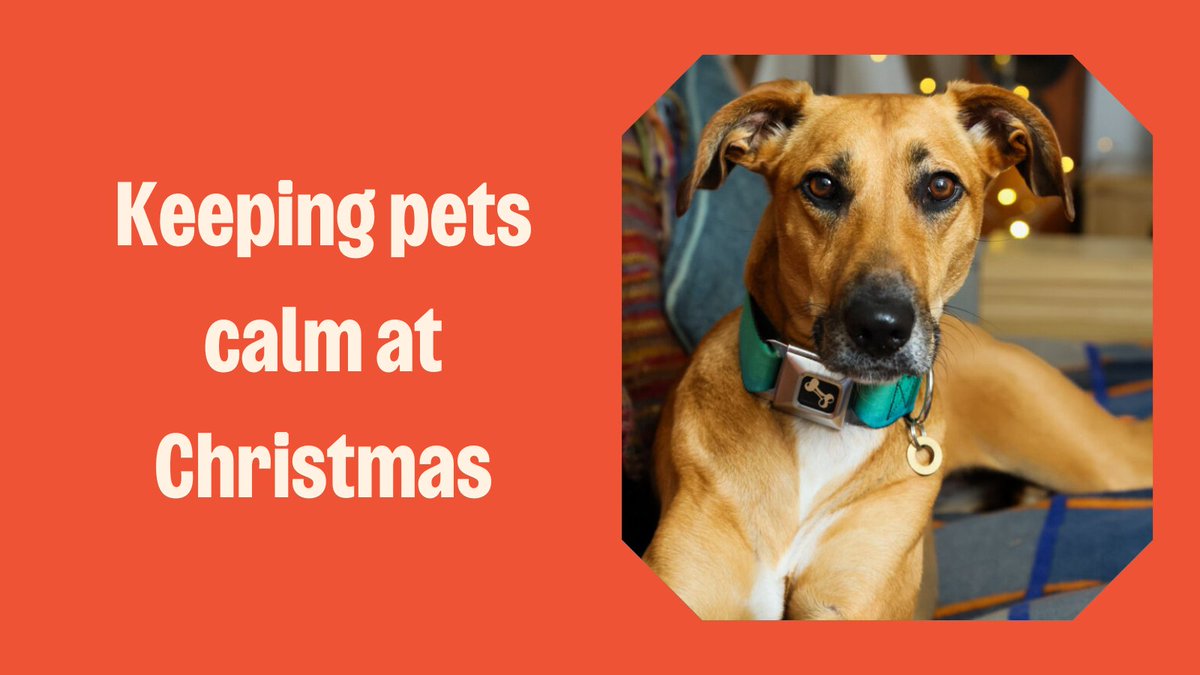 Christmas can be a stressful time for our pets 🎅 

Changes in routine, extra visitors, music, and decorations can all leave them feeling out of sorts. 

By planning ahead, you can help your pets feel safe and relaxed. Here's our top tips: bit.ly/414DABW