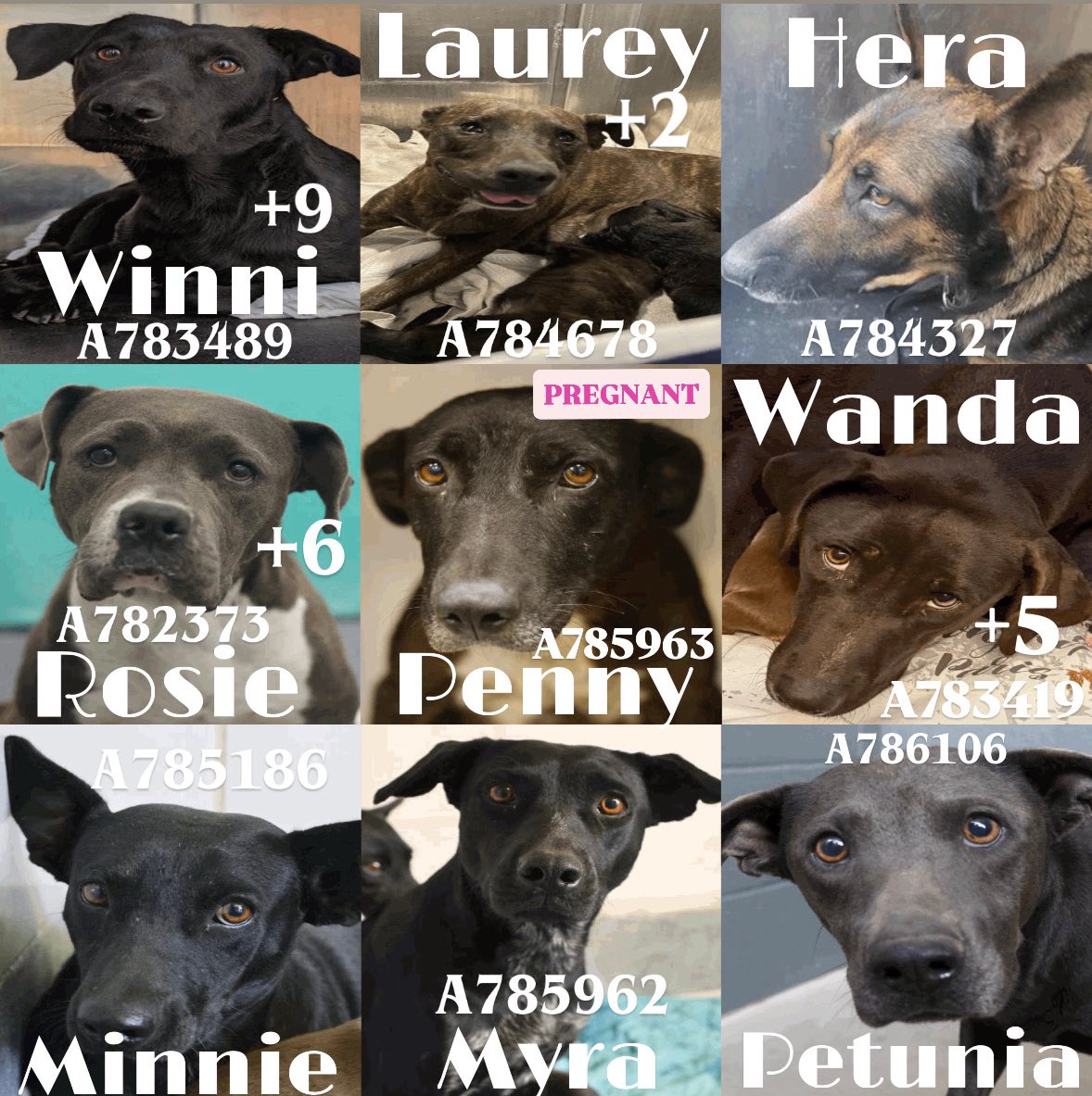 🆘 DOG MOMS &amp; THEIR BABIES CAN BE KILLED ANYTIME BY #SANANTONIO ACS #TEXAS‼️ 

Winni #A783489 +9
Laurey #A784678 +2
Hera #A784327
Rosie #A782373 +6
Penny #A785963 -pregnant
Wanda #A783419 +5
Minnie #A785186 &amp; Myra A785862
Petunia #A786106

#FostersSaveLives #Foster #Pledge 🙏🏼