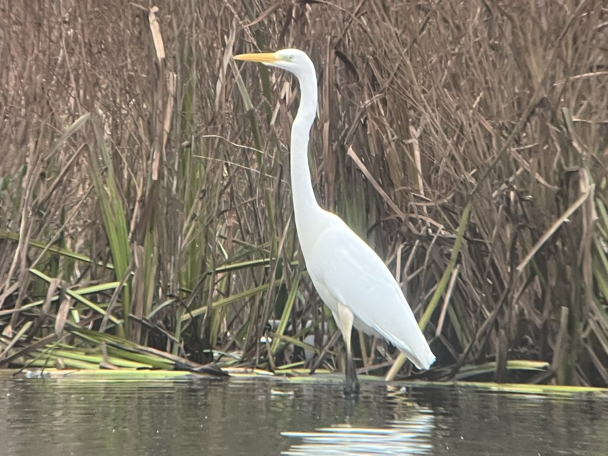 WeBS done this morning and good numbers of wildfowl - 5 Gooseanders and 3 GW Egrets best of the count