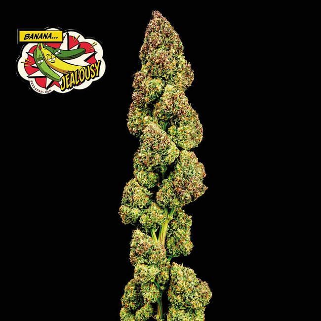 ToroGrow's tweet photo. Seedsman - Banana Jealousy (fem.) https://t.co/EMb6BA7Iry #семена #каннабис #TG #ToroGrowshop #Seeds #Cannabis #гроушоп #Growshop #torogrow https://t.co/L9BSubal3r
