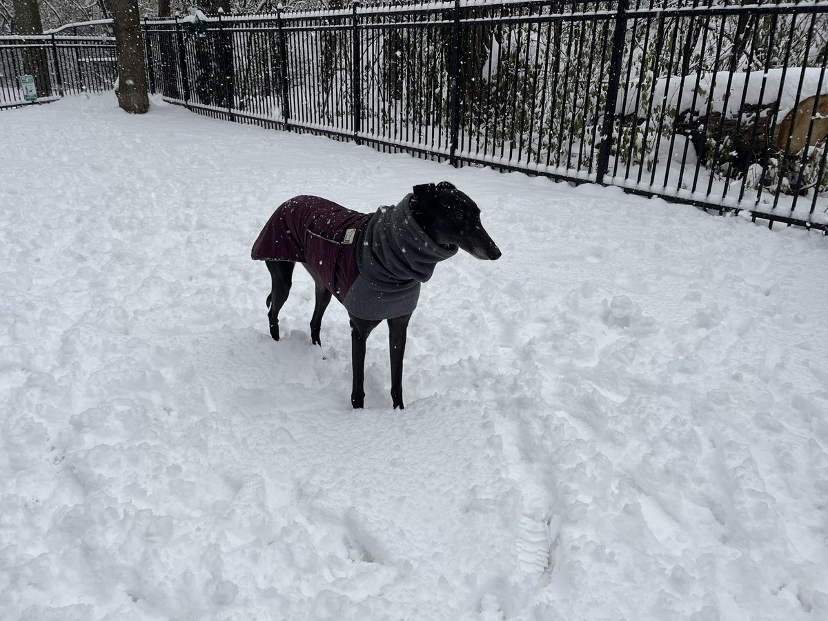 We had more snow, on top of winter wonderland snow leftover from last week. Glad I’m tall, my feets are starting to get buried. 😆❄️🌨️