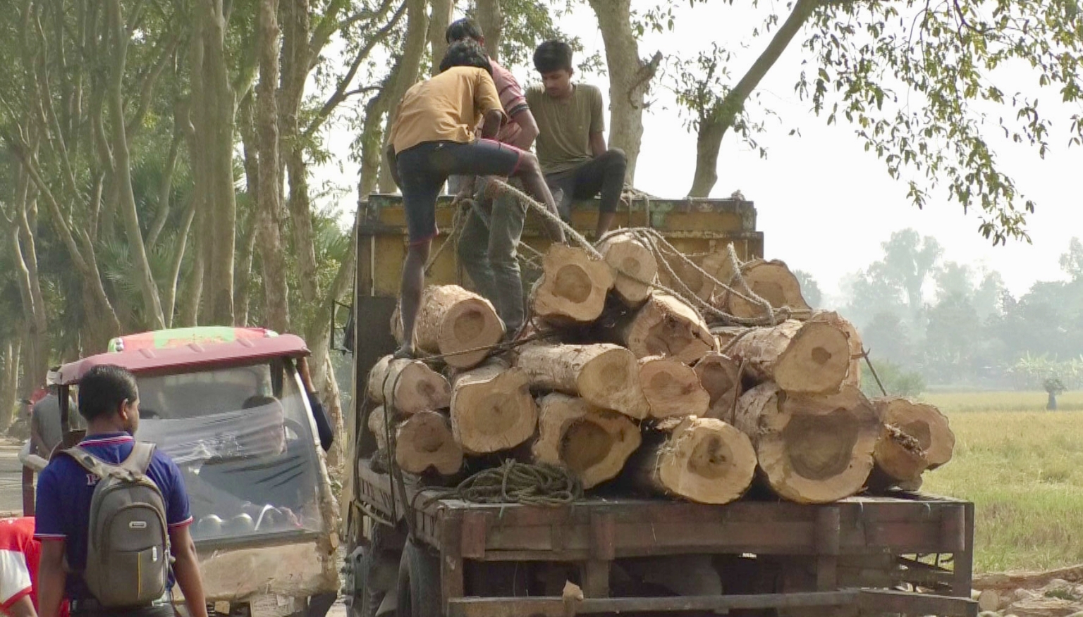 সড়ক প্রশস্তকরণের নামে নওগাঁয় কাটা হচ্ছে ৫ শতাধিক অর্জুন গাছ