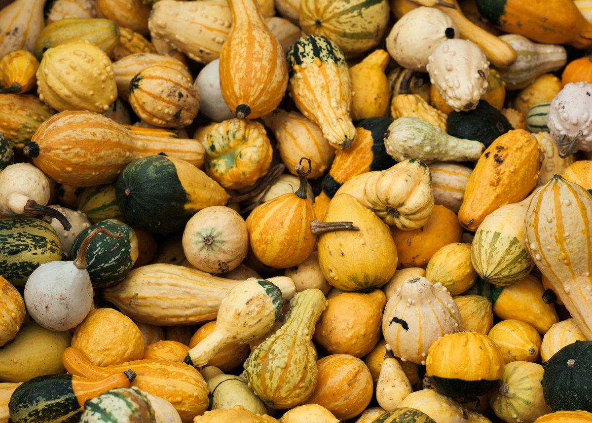 There are more than 150 varieties of winter squash worldwide. From butternut to delicata, each brings its own flavor to winter cooking. 🍂🎃

Find your favorite today at the market, 9AM to 1PM on Park Lane off Burlingame Ave.