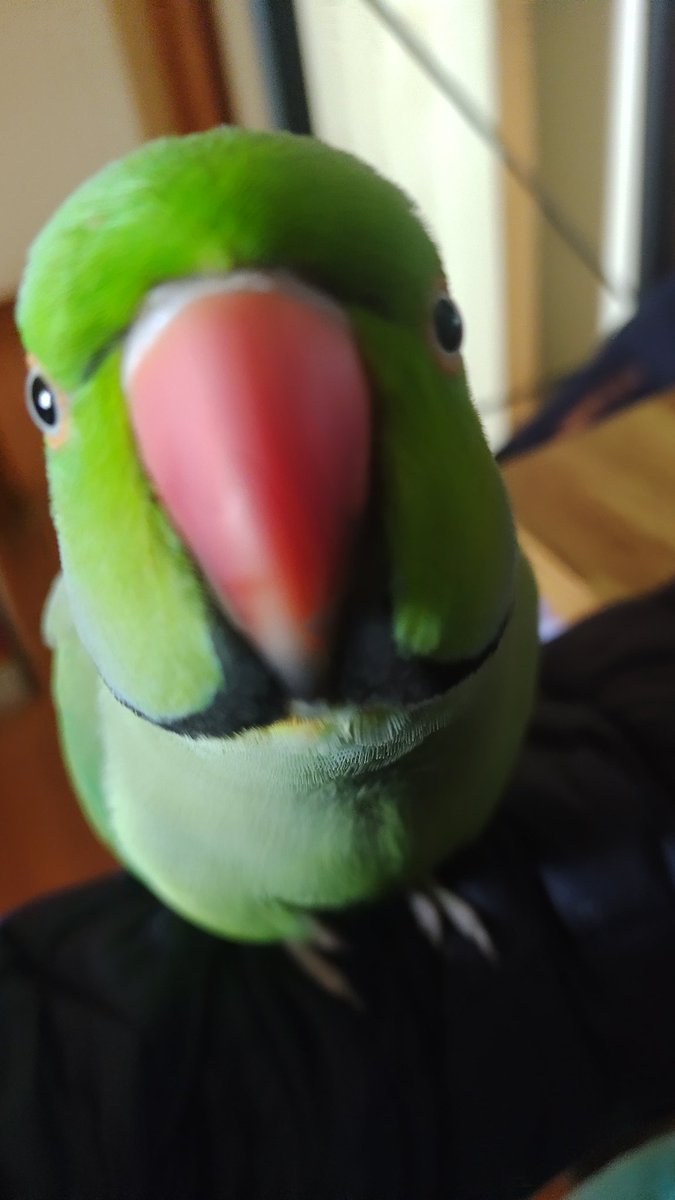 ShadowVT 🌙🐰【VNex】 tweet media